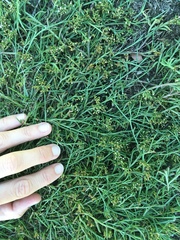 Thesium frisea