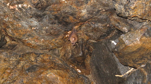 Greater Japanese Horseshoe Bat
