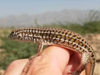 Doria's Long-Tailed Lizard