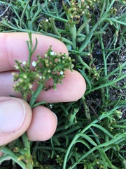 Thesium frisea