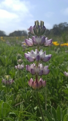 Lupinus densiflorus