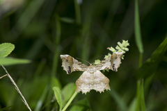 Krananda oliveomarginata