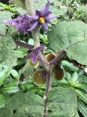 Solanum vestissimum