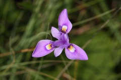 Moraea elliotii