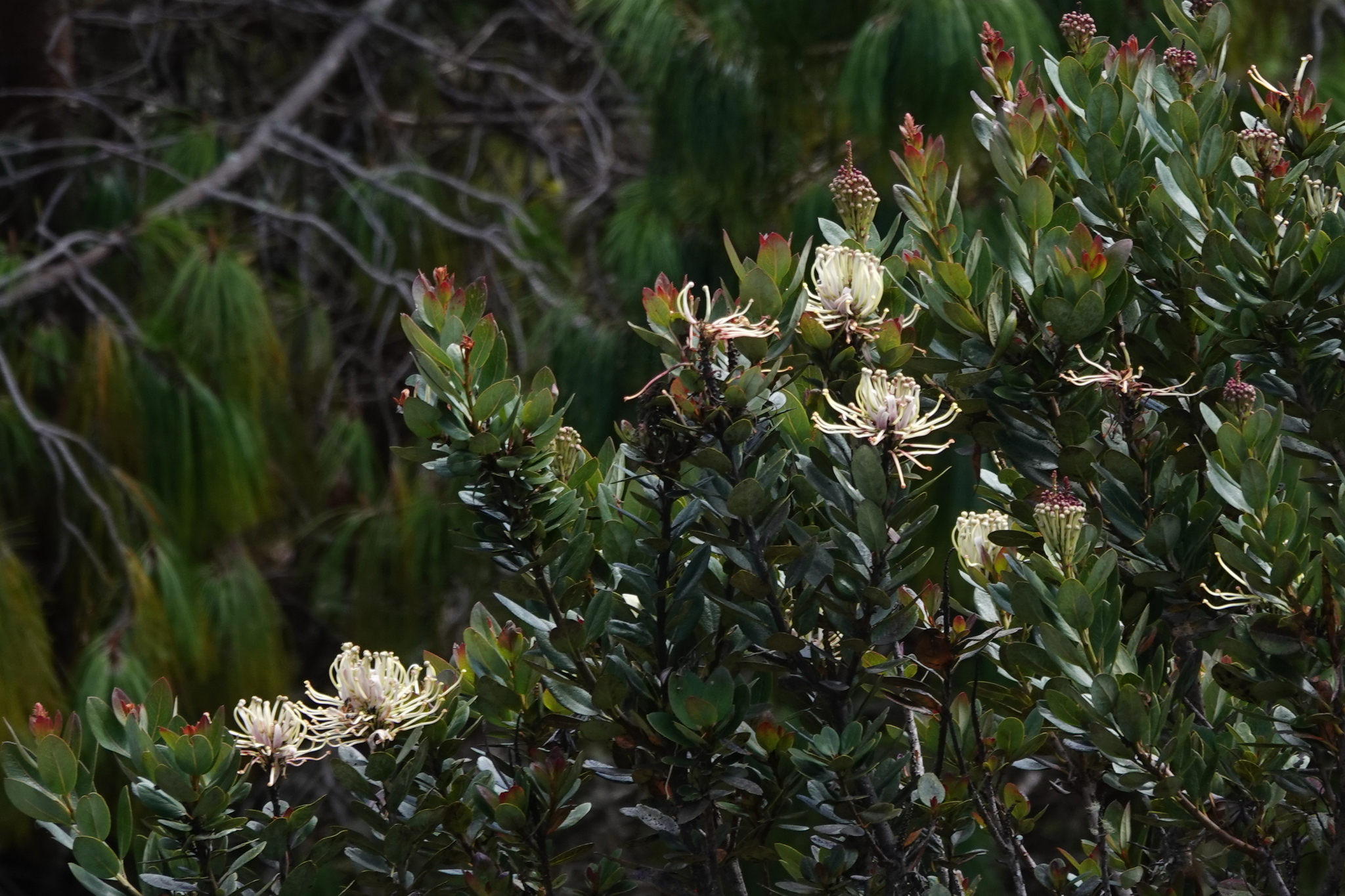 Oreocallis grandiflora image