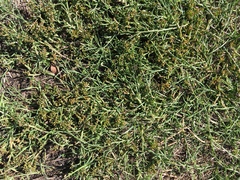 Thesium frisea
