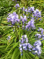 Hyacinthoides hispanica