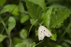 Olulis puncticinctalis