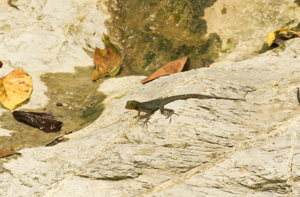 Eugene's Anole