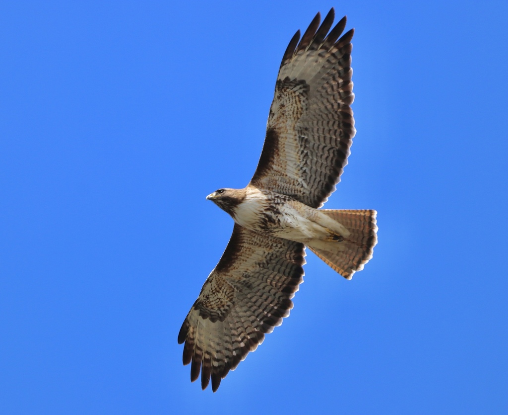 Red-tailed Hawk from Grant County, WA, USA on March 29, 2024 at 02:09 ...