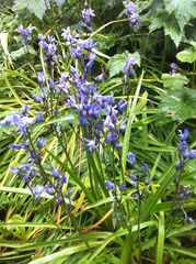Hyacinthoides hispanica