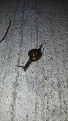 Macrochlamys nitidissima