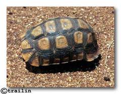 Kinixys belliana