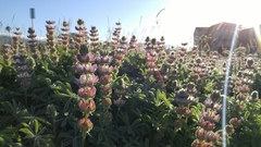 Lupinus densiflorus
