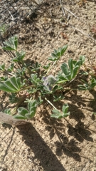 Lupinus nipomensis