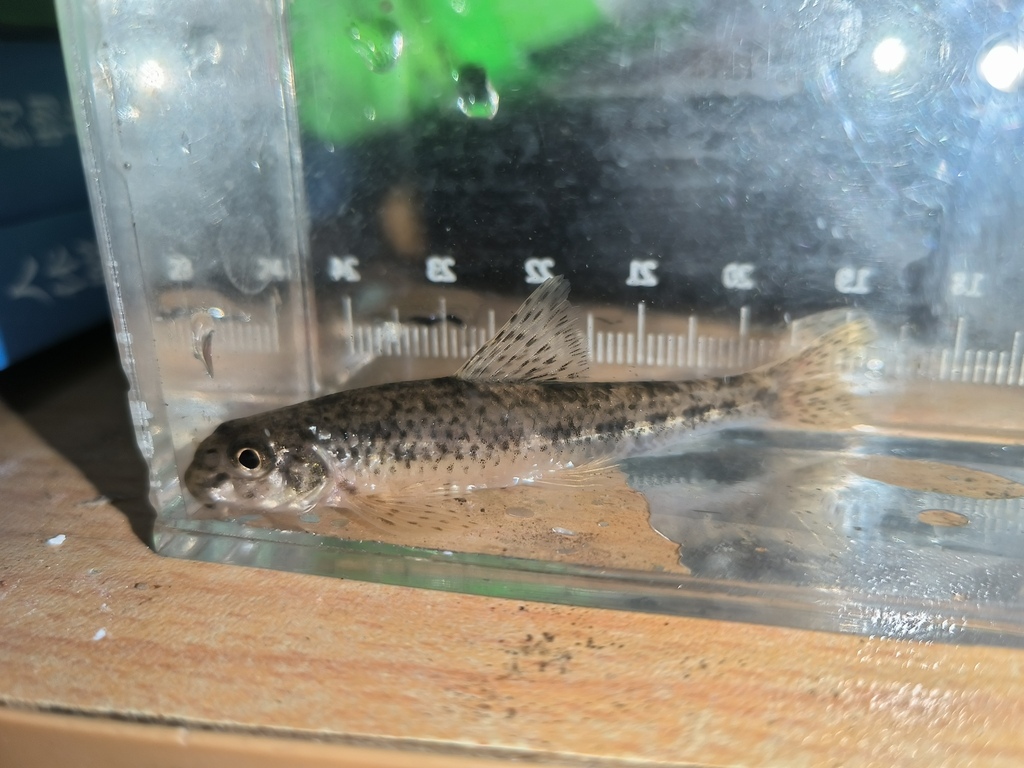 Microphysogobio lalinensis