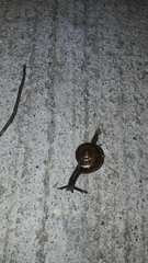 Macrochlamys nitidissima