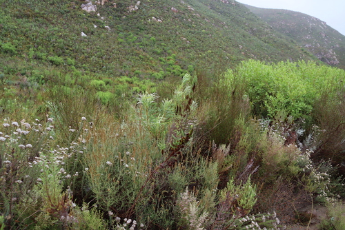 Image of Seriphium cinereum by (c) Tony Rebelo, some rights reserved (CC BY-SA)