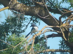 Aphelocoma californica