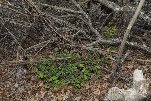Image of Berberis swaseyi by (c) Reid Hardin, some rights reserved (CC BY)