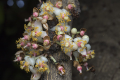 Suriga Mammee Apple (Mammea suriga)