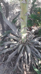 Agave vivipara