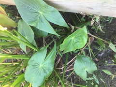 Sagittaria montevidensis