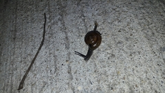 Macrochlamys nitidissima