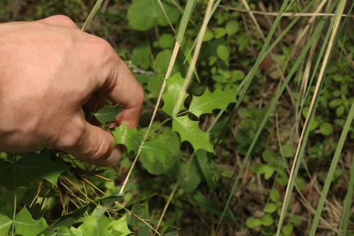 Image of Berberis swaseyi by (c) Reid Hardin, some rights reserved (CC BY)