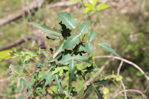 Image of Berberis swaseyi by (c) Reid Hardin, some rights reserved (CC BY)