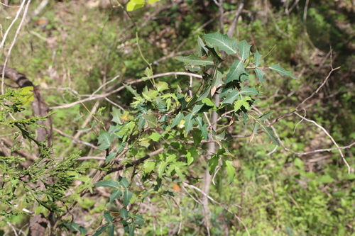 Image of Berberis swaseyi by (c) Reid Hardin, some rights reserved (CC BY)