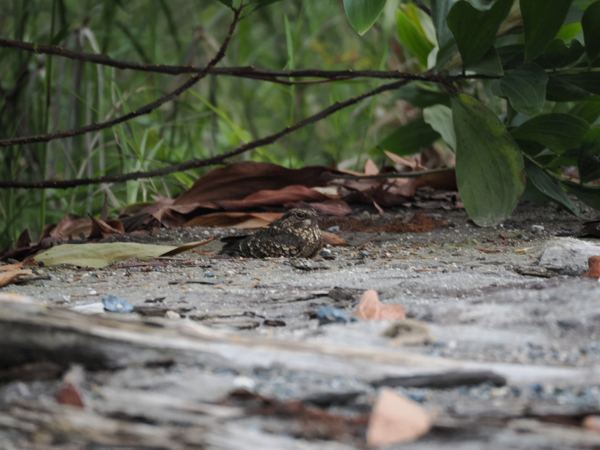 Savanna Nightjar