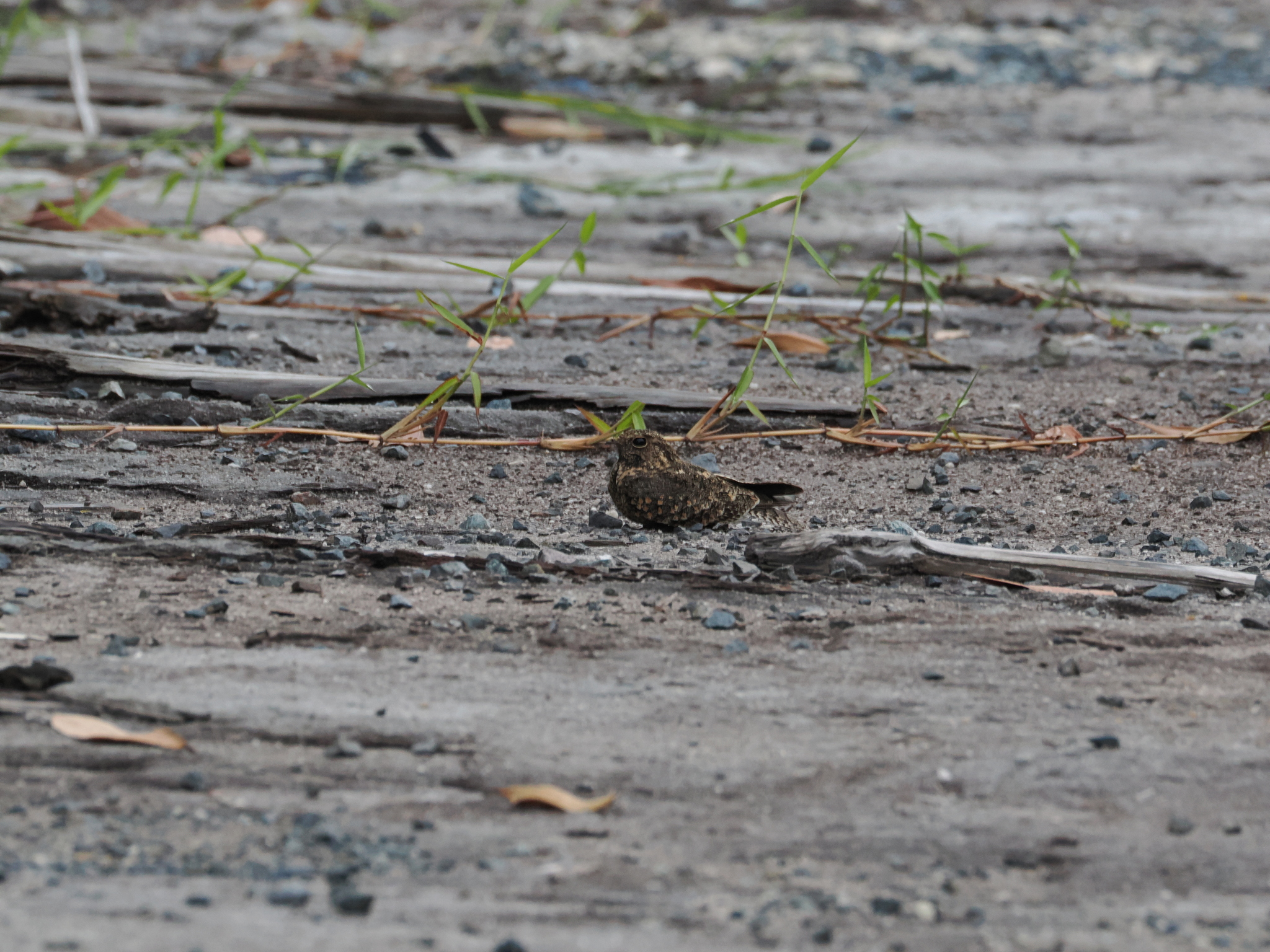 Savanna Nightjar