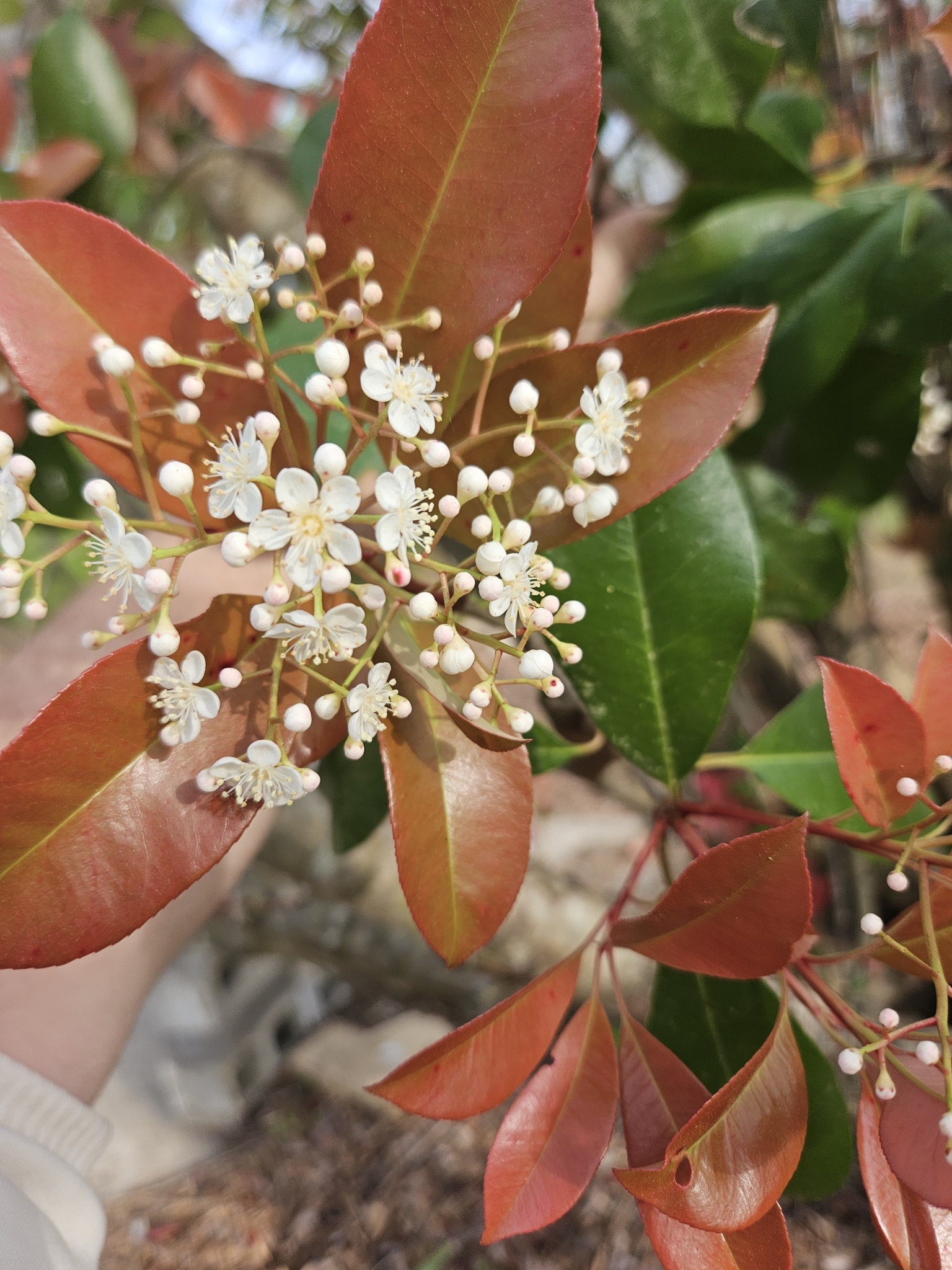 Imagem de Photinia x fraseri