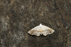 Eugraptoblemma pictalis
