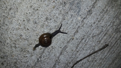 Macrochlamys nitidissima