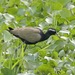Bronze-winged Jacana - Photo (c) Lip Kee Yap, some rights reserved (CC BY-SA)