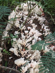 Cotylidia aurantiaca