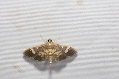 Uresiphita quinquigera