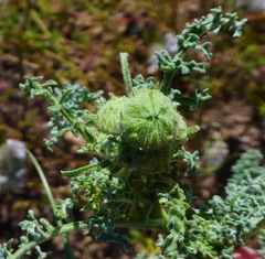 Chaenactis artemisiifolia