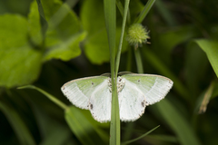 Protuliocnemis castalaria