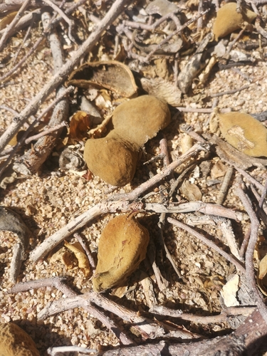 Image of Sterculia africana by (c) Nathan Van Cooten, some rights reserved (CC BY)