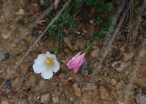 Image of Hibiscus pusillus by (c) Tony Rebelo, some rights reserved (CC BY-SA)