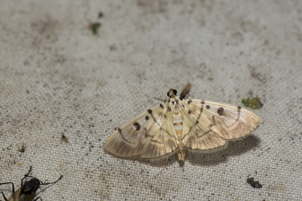 Dichocrocis definita
