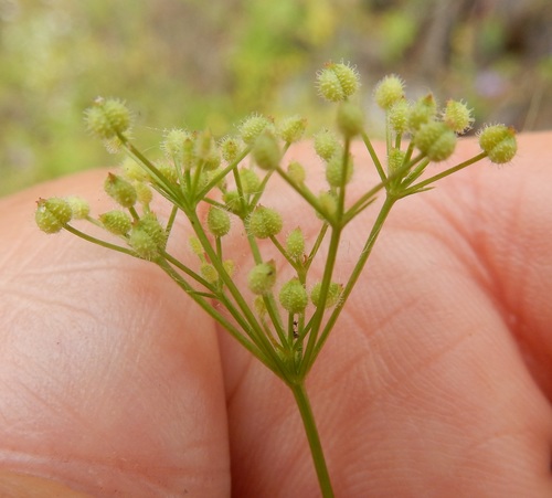 bristly scaleseed (Spermolepis echinata)