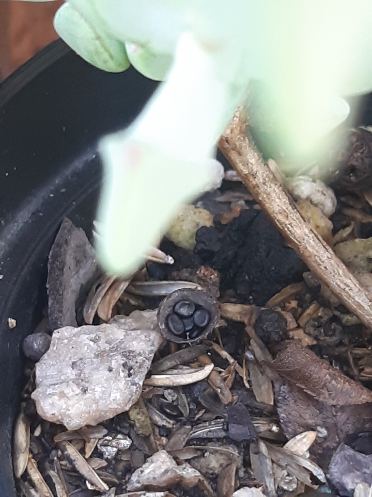 Cyathus stercoreus · March 2024 · photo: © alicemoore1 (iNaturalist, cc-by)