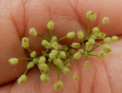 Spermolepis echinata