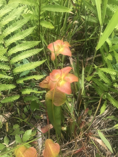 Hooded pitcherplant (Sarracenia minor)