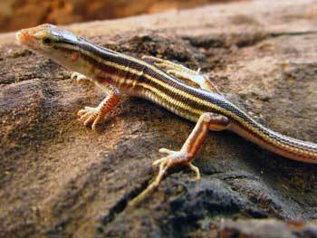 Philipps' Shield-Backed Lizard