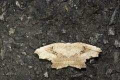Phalacra strigata